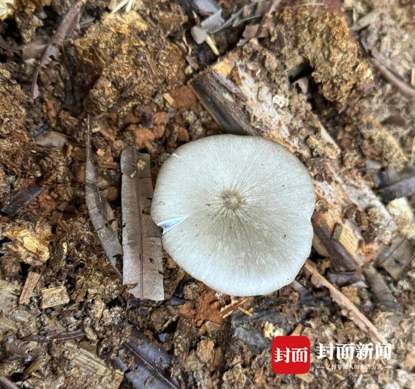 价格腰斩！四川人即将实现鸡枞菌自由
