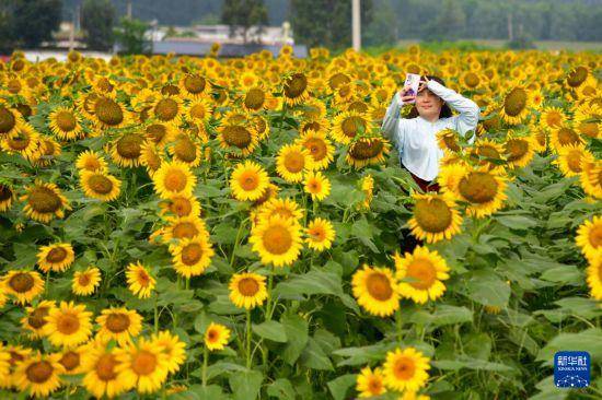 向日葵花开引游人