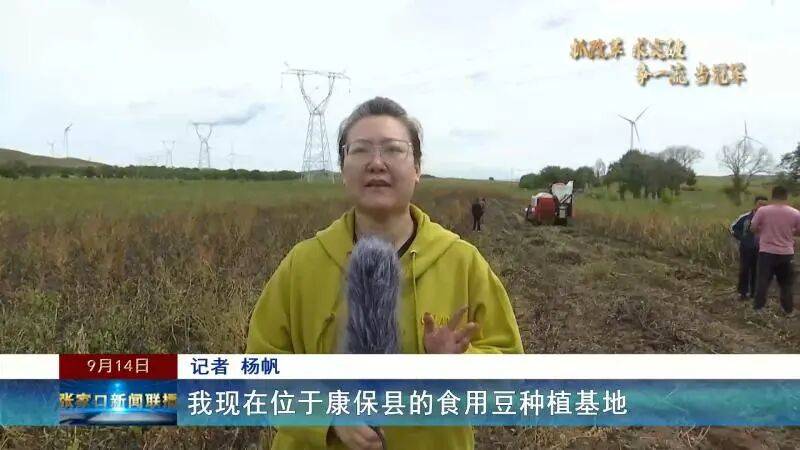 【抓改革 求突破 争一流 当冠军】科技赋能秋收 张家口食用豆全机械化收割按下“快进键”