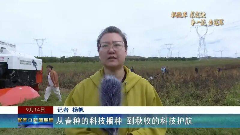 【抓改革 求突破 争一流 当冠军】科技赋能秋收 张家口食用豆全机械化收割按下“快进键”