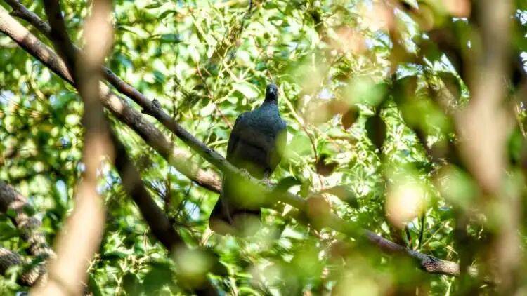 百年罕见！首次在上海被目击，有人专门从北京“打飞的”赶来