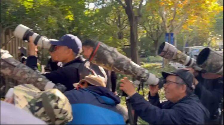 百年罕见！首次在上海被目击，有人专门从北京“打飞的”赶来