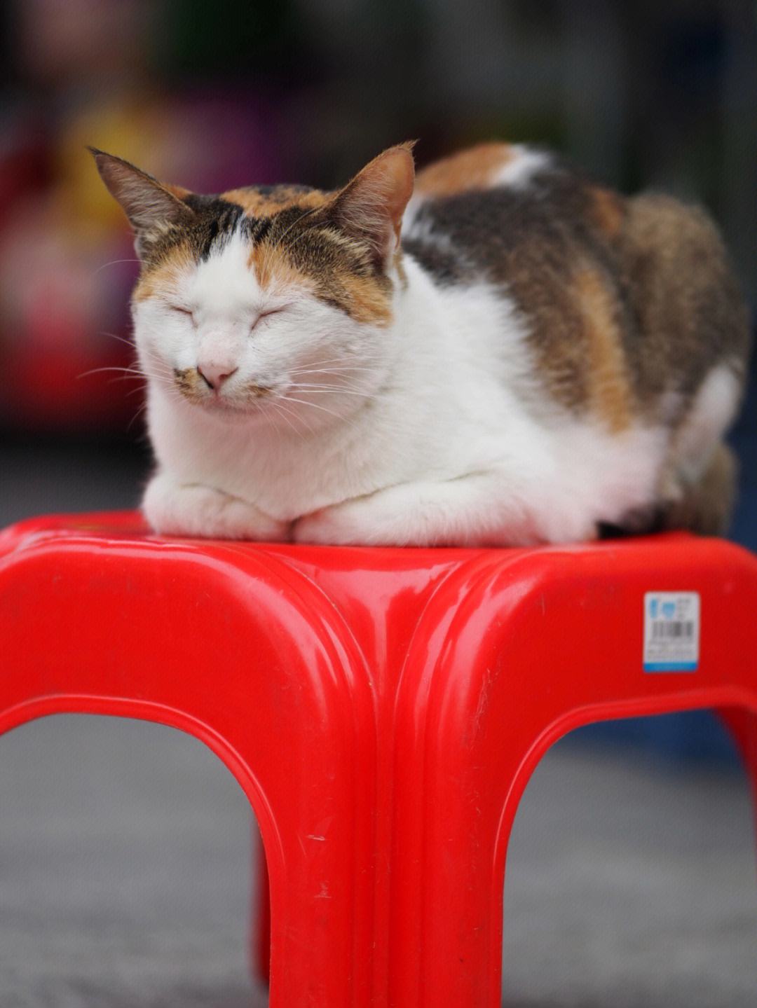 币圈老猫(币圈老猫微信公众号)