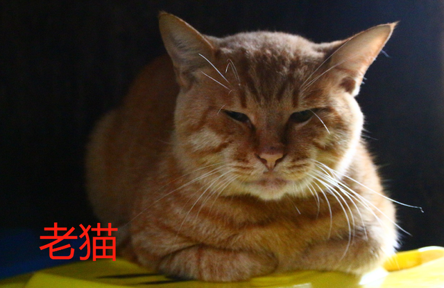 币圈老猫(币圈老猫个人资料)